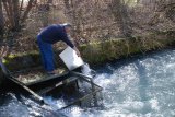 Fischbesatz 2. April 2009